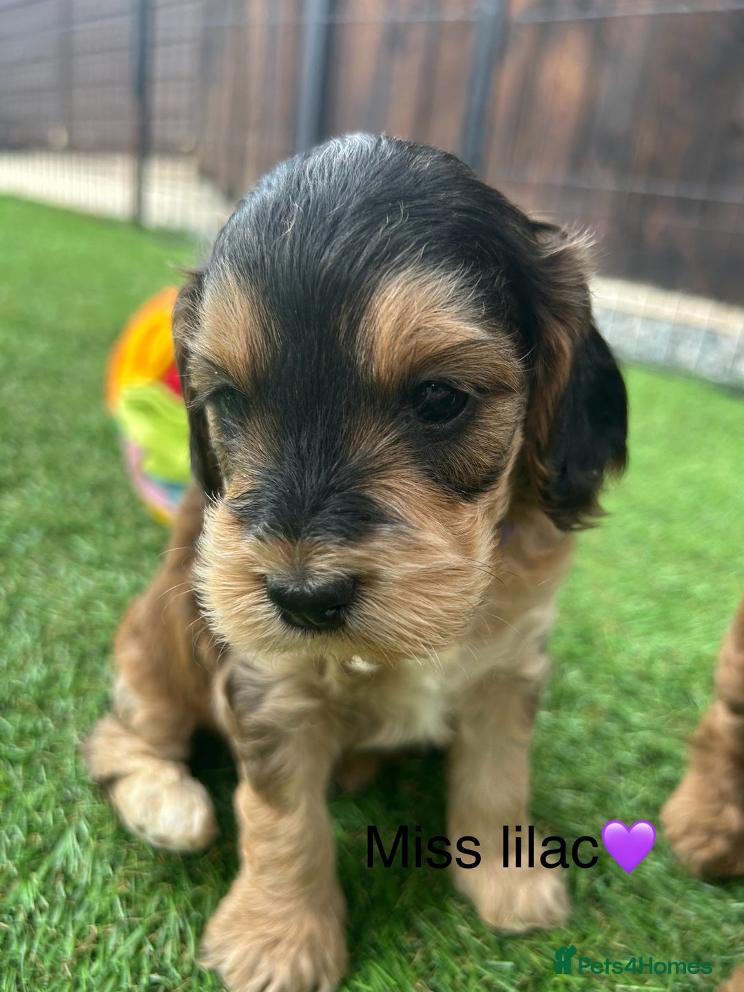 Cockapoo dogs for sale: F1 COCKAPOO PUPPIES 5🌟 LICENSED BREEDER  - Image 9