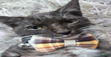 Domestic Shorthair cats - Advert 9