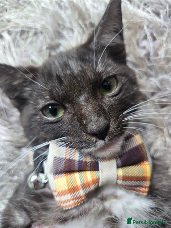 Domestic Shorthair cats - Advert 2