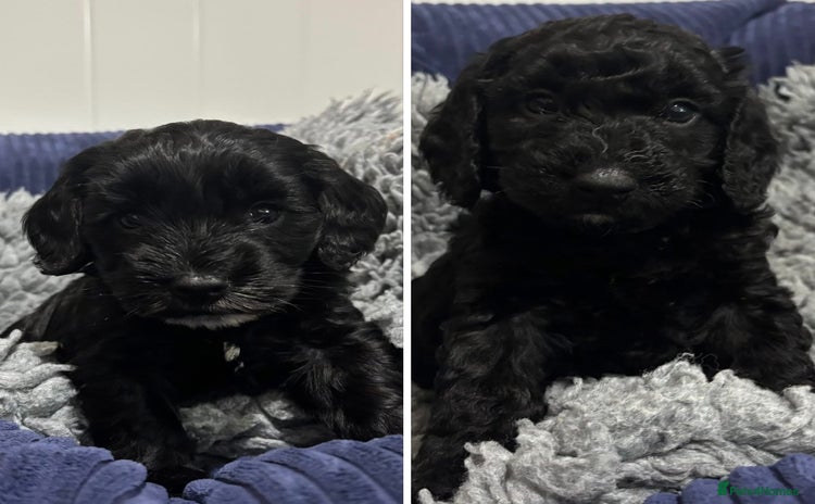 Cockapoo dogs F2 cockapoo’s (last 2 girls) - Advert 14