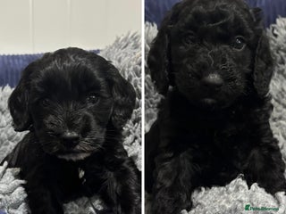 Cockapoo dogs F2 cockapoo’s (last 2 girls) - Advert 5