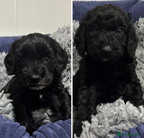 Cockapoo dogs F2 cockapoo’s (last 2 girls) - Advert 3