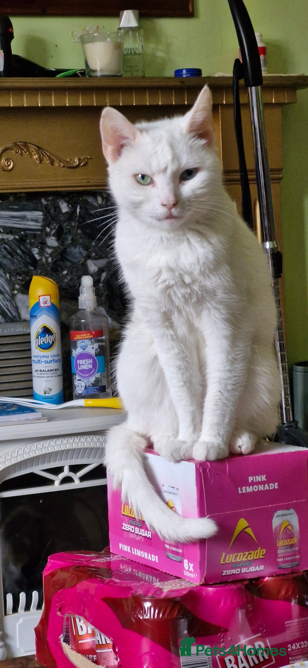 Mixed Breed cats for sale: Mother and Daughter pure white cats - Advert 2