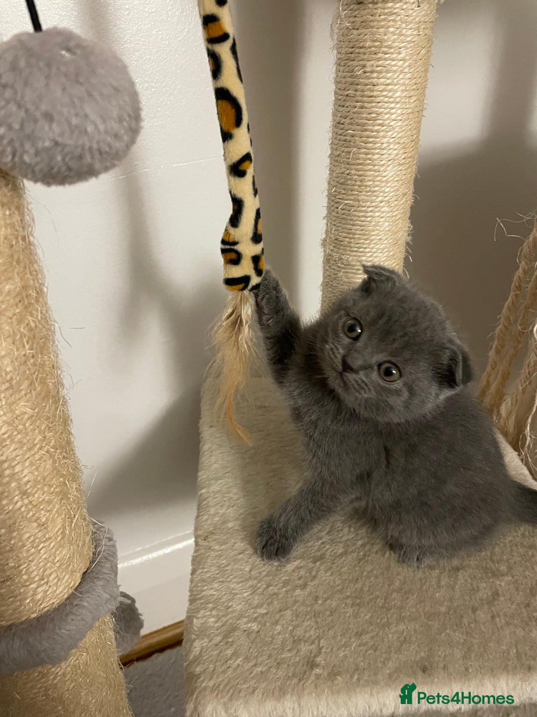 Scottish Fold cats for sale: PURE BREED SCOTTISH FOLD KITTENS 🐾 - Advert 13