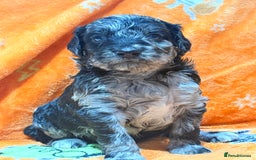 Mini Goldendoodle dogs for sale: 🐾🐾Mini golden doodles out of therapy asst momma - Image 11