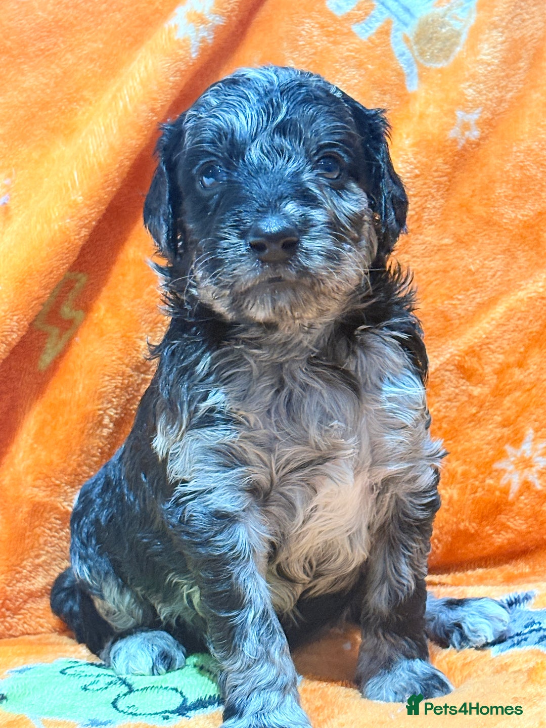Mini Goldendoodle dogs for sale: 🐾🐾Mini golden doodles out of therapy asst momma - Image 11