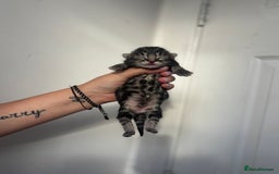 Maine Coon cats for sale: 1/4 mainecoon - Image 5