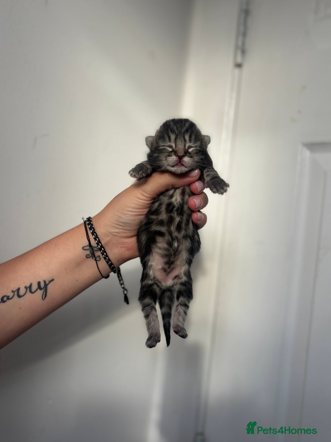 Maine Coon cats for sale: 1/4 mainecoon - Image 5