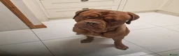 Dogue De Bordeaux dogs for stud: Barney - Advert 6