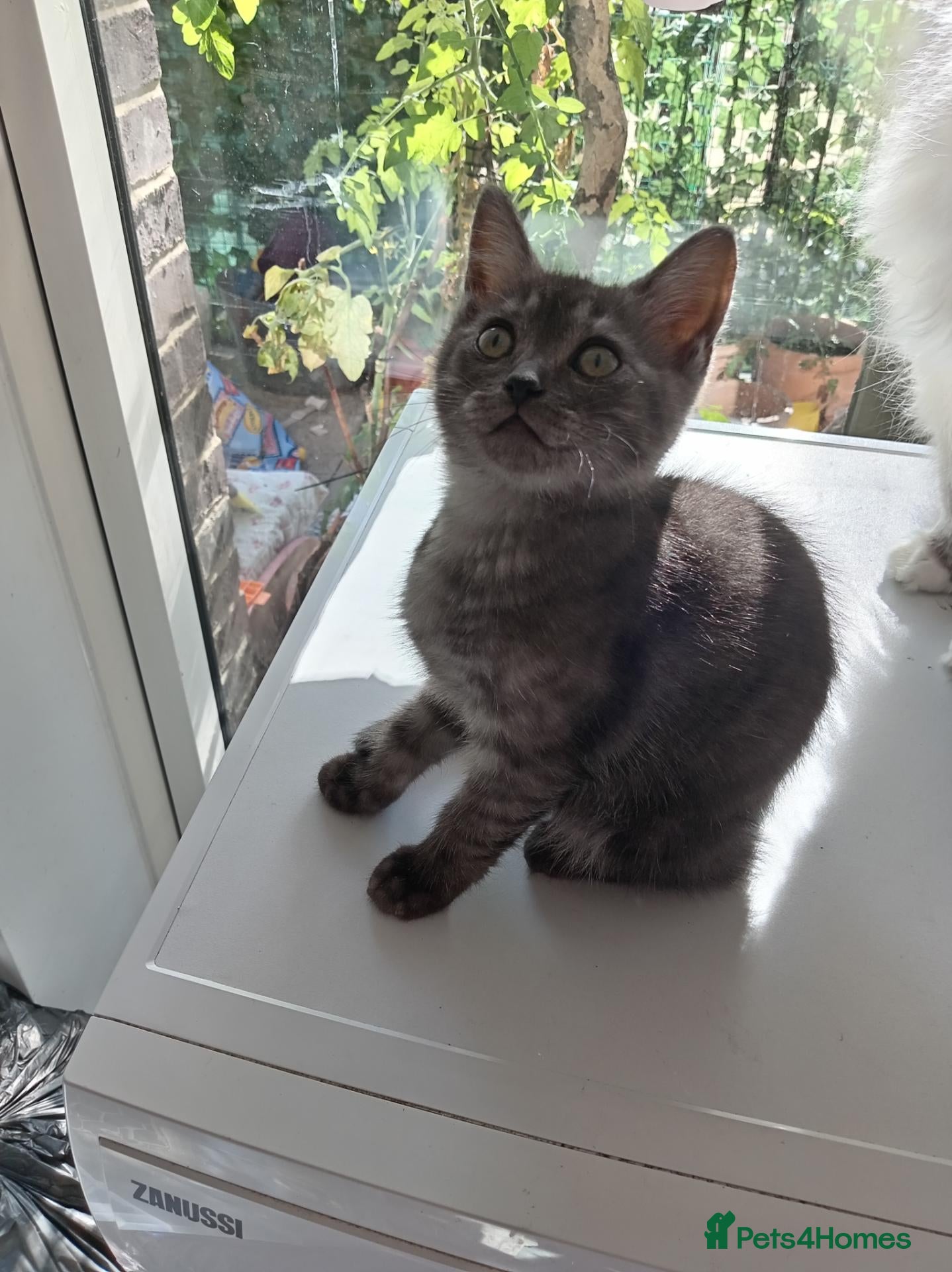 Ragdoll cats Stunning Ragdoll x British short hair boy  - Advert 2