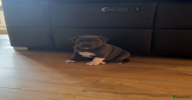 Staffordshire Bull Terrier dogs - Advert 3