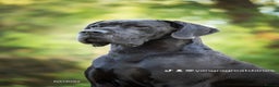 Great Dane dogs for stud: Interchampion and champion Proven for stud in Wakefield - Advert 7