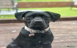 Cane Corso dogs for sale: 9 month old female cane corso - Image 2