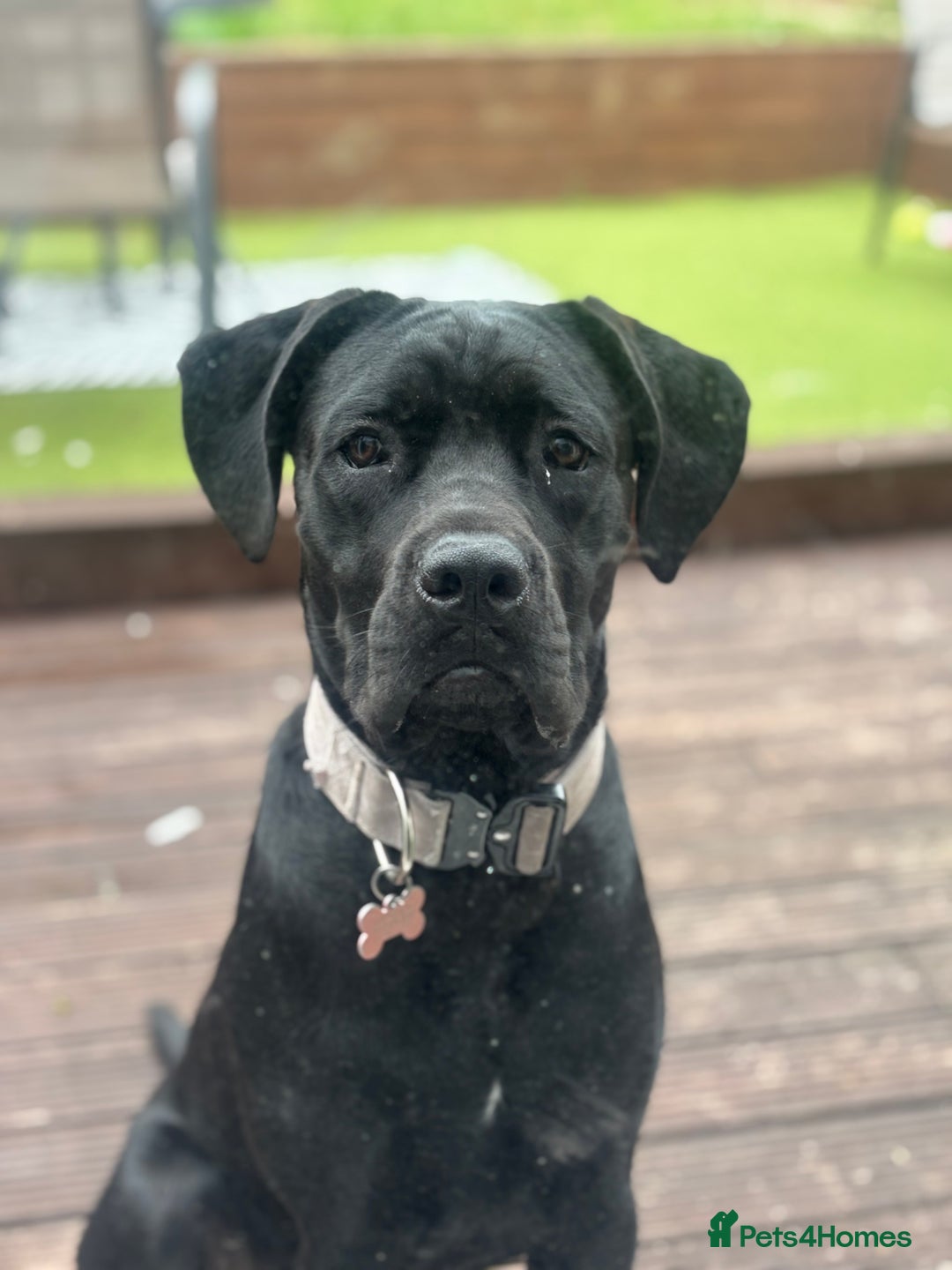 Cane Corso dogs for sale: 9 month old female cane corso - Image 2