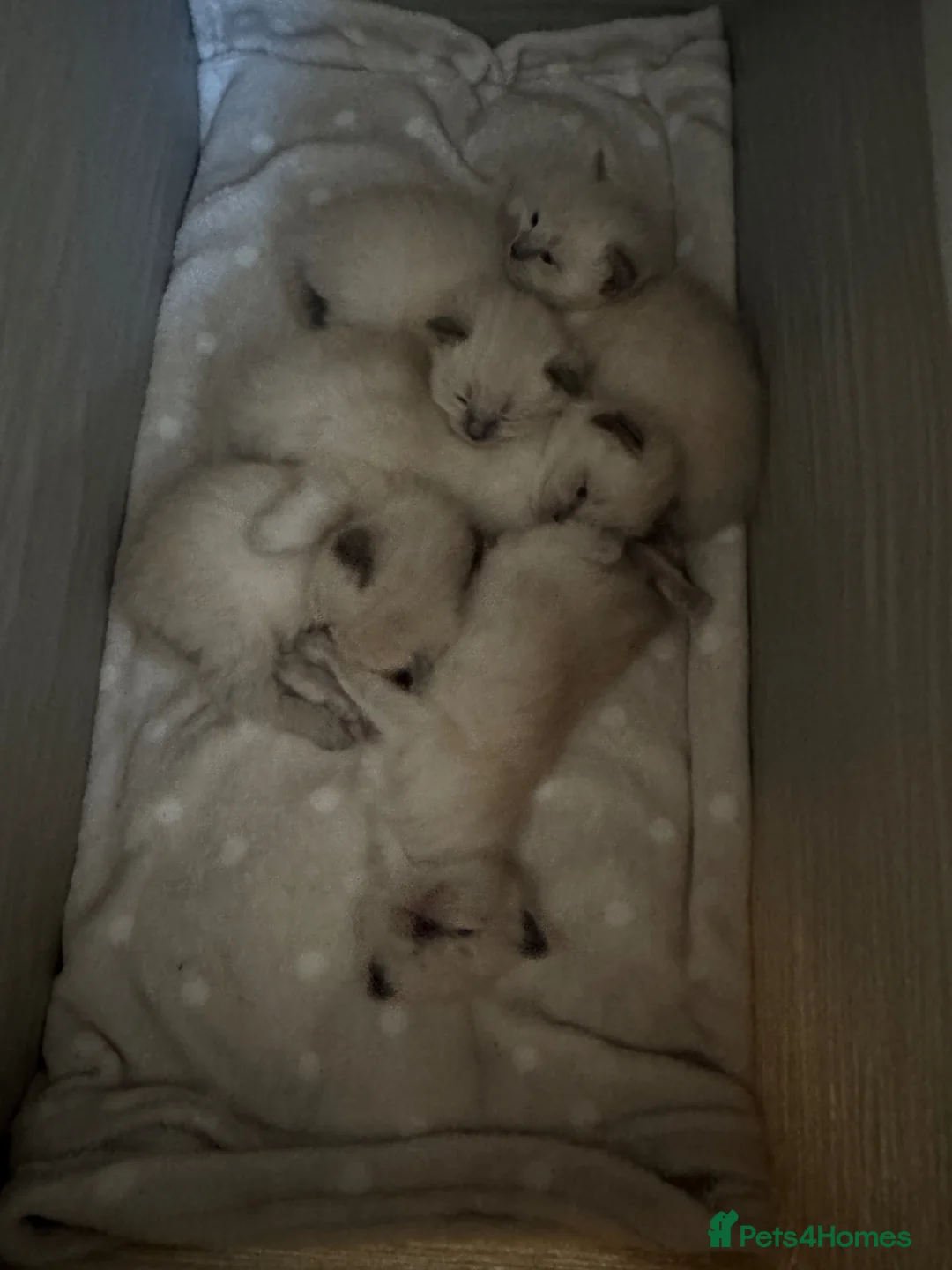 Ragdoll cats for sale: Blue point rag doll kittens - Advert 2