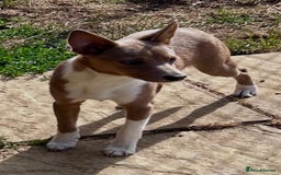 Portuguese Podengo dogs for sale: Portuguese Podengo Smooth Coat puppies in Faringdon - Image 1
