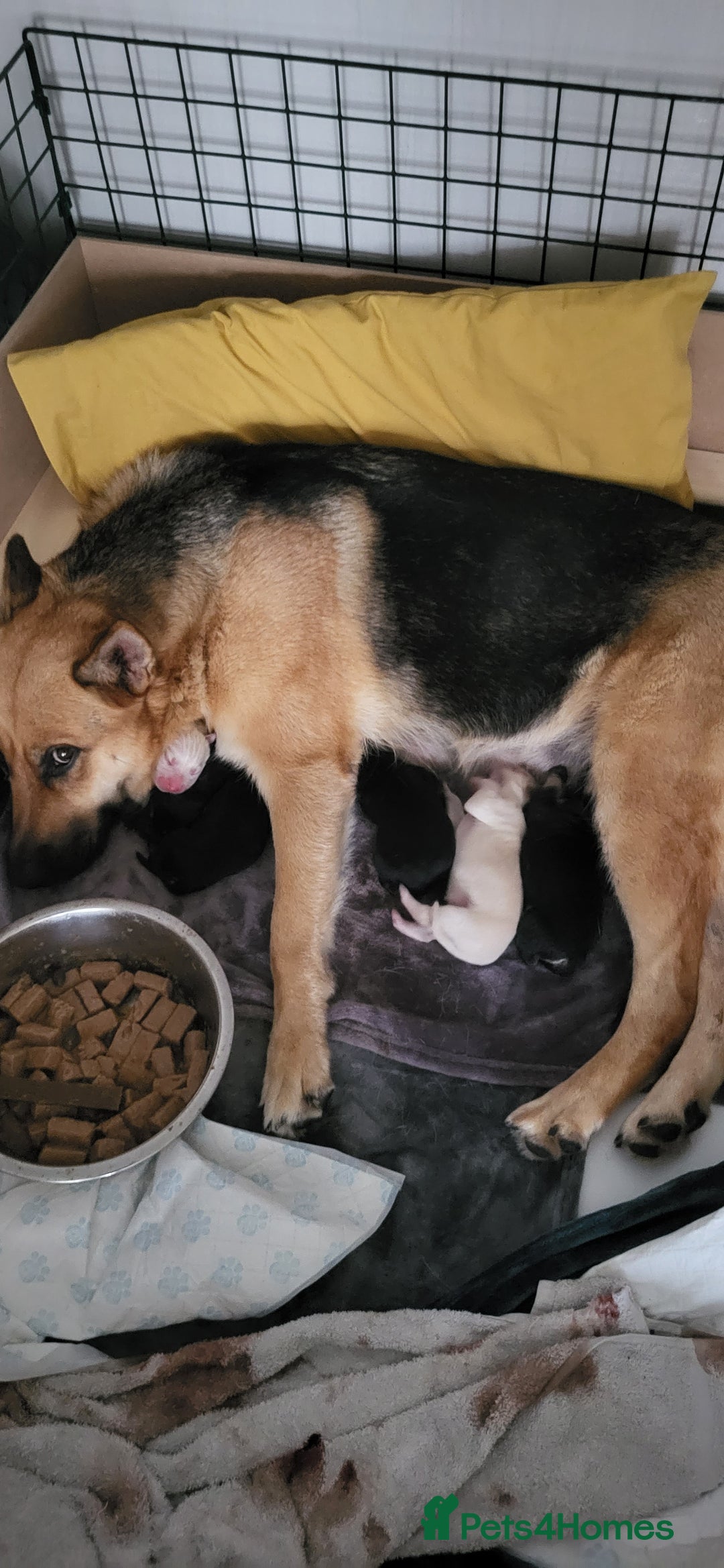 German Shepherd dogs for sale: 4 german shepherd puppy's available  - Image 10