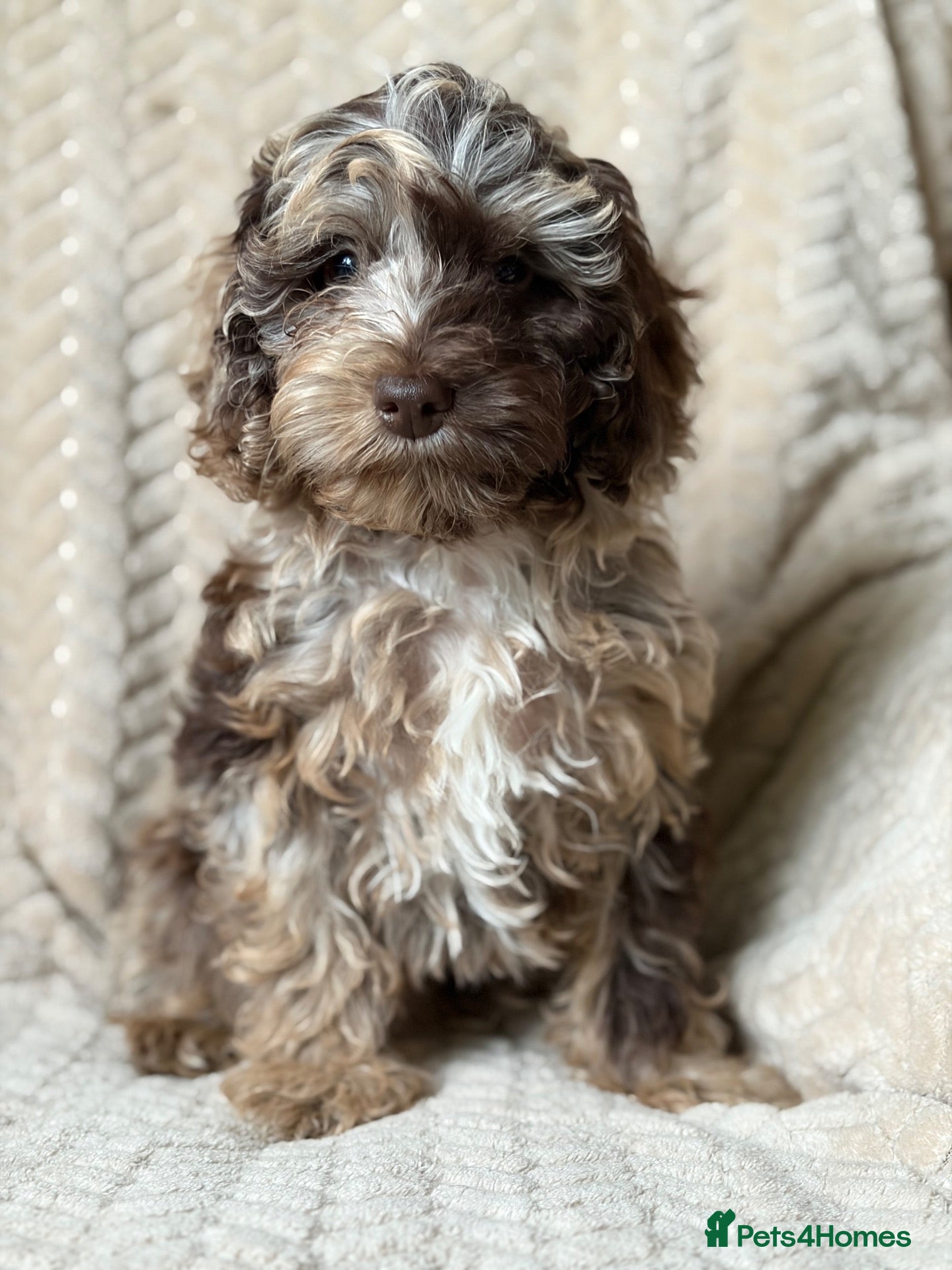 Cockapoo dogs for sale: Bundles of Joy - Advert 2