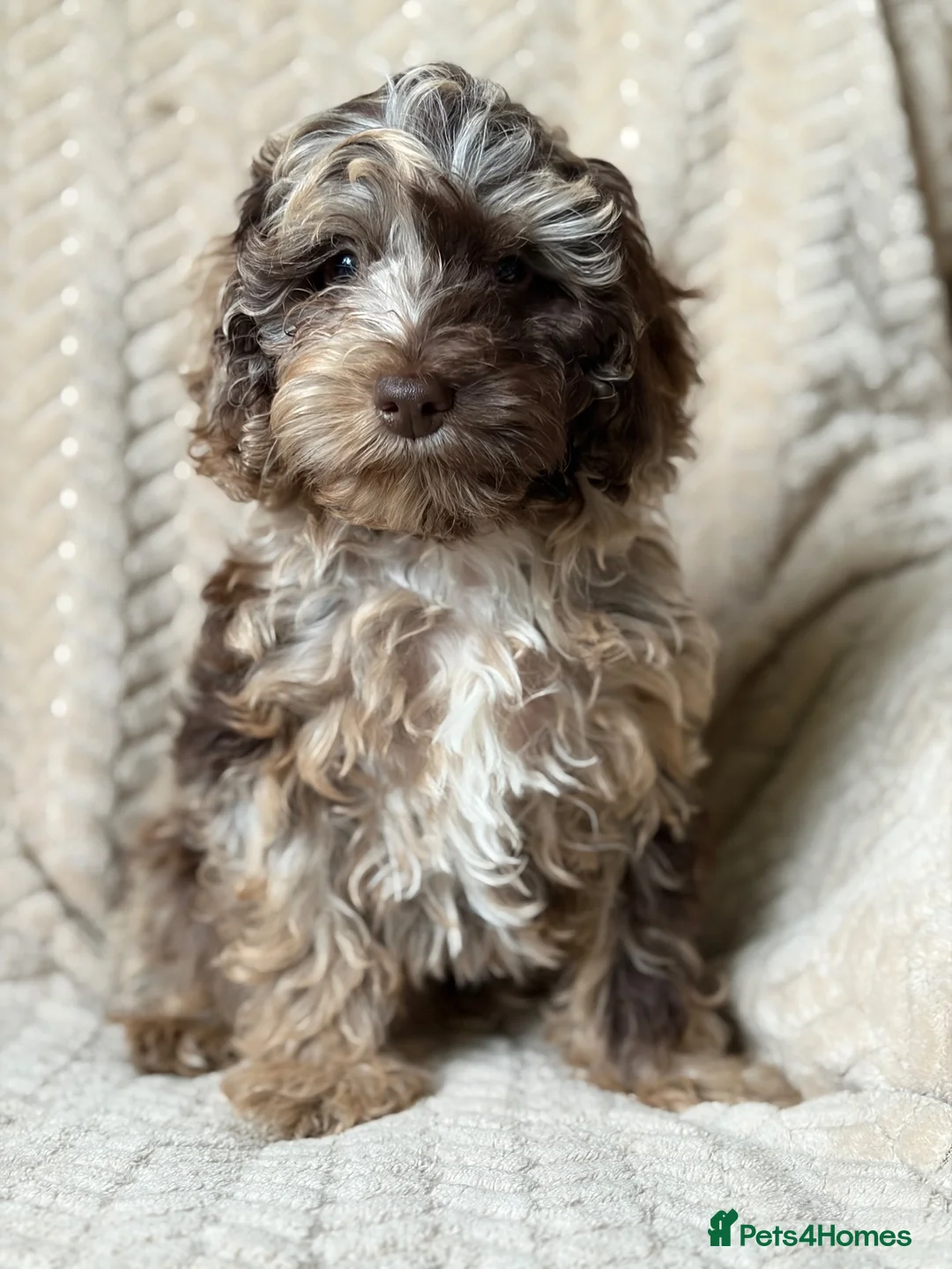 Cockapoo dogs for sale: Bundles of Joy - Advert 1