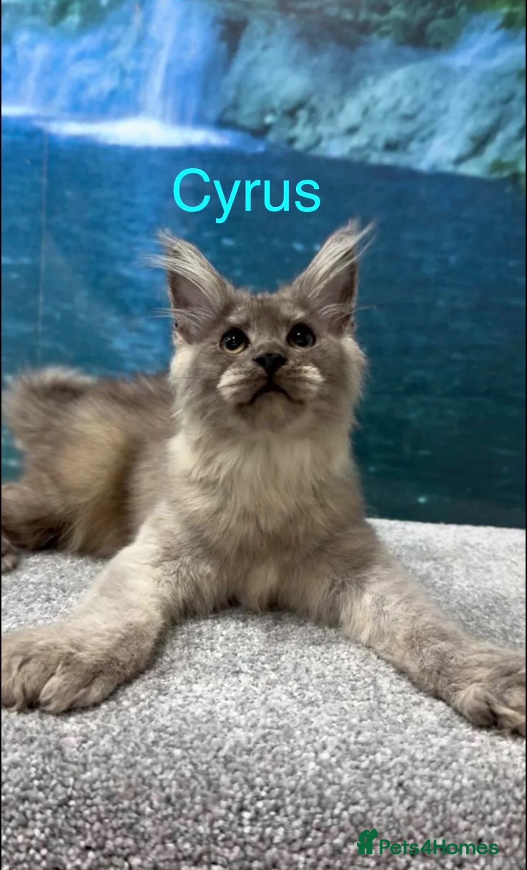 Maine Coon cats for sale: High silver TICA Registered Maine Coon Kittens  - Advert 1