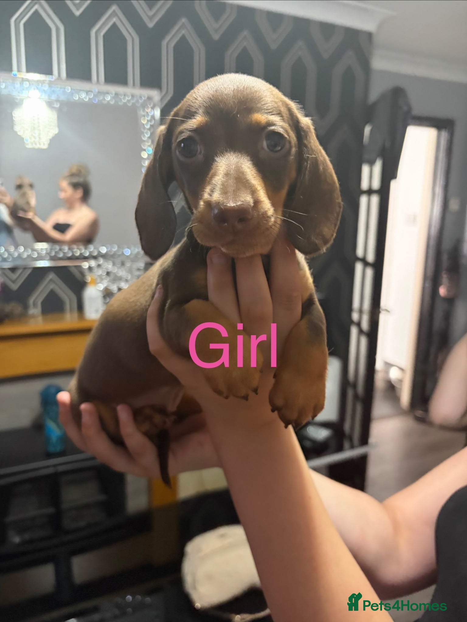 Miniature Dachshund dogs Miniature dachshund puppies - Advert 1