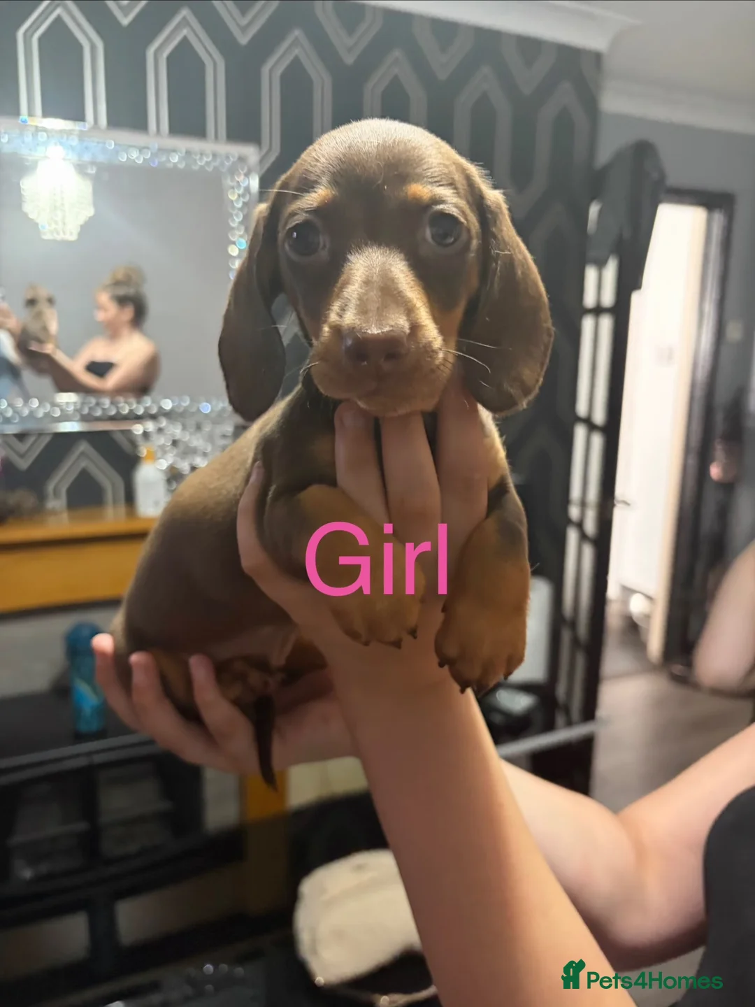 Miniature Dachshund dogs for sale: Miniature dachshund puppies in Willenhall - Advert 1