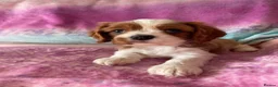 Cavalier King Charles Spaniel dogs for sale: Cavalier Puppies - Advert 7