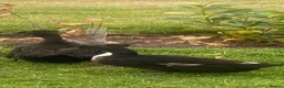 Ducks poultry for sale: Crested Cayuga females x 3  - Advert 2
