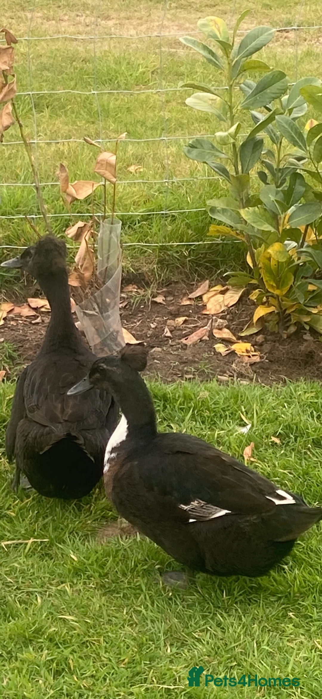 Ducks poultry for sale: Crested Cayuga females x 3  - Advert 2