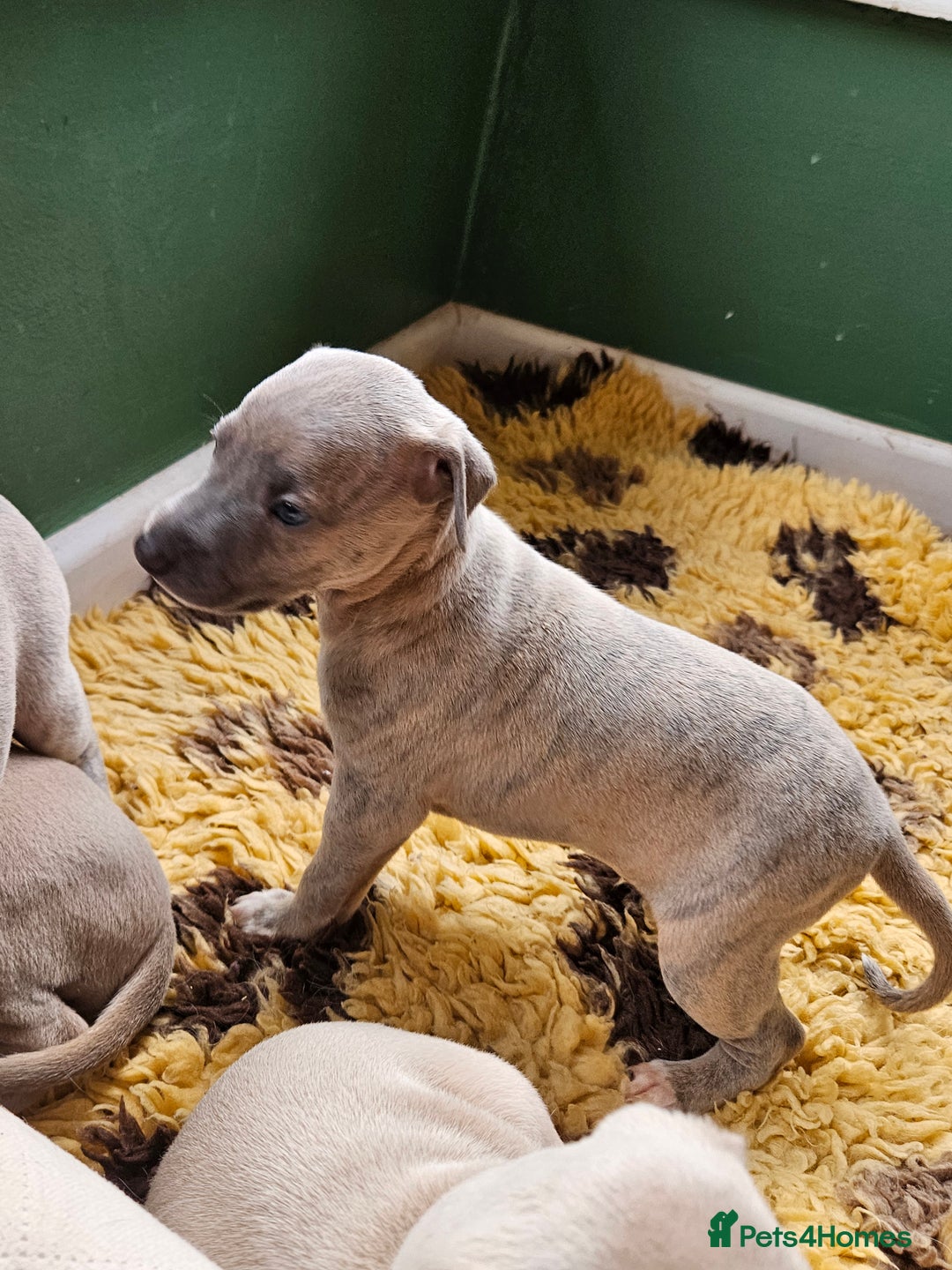 Whippet dogs for sale: ✨🐾 Gorgeous KC Registered Whippet puppies  🐾✨  - Advert 23