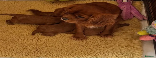 Beryl The 4th