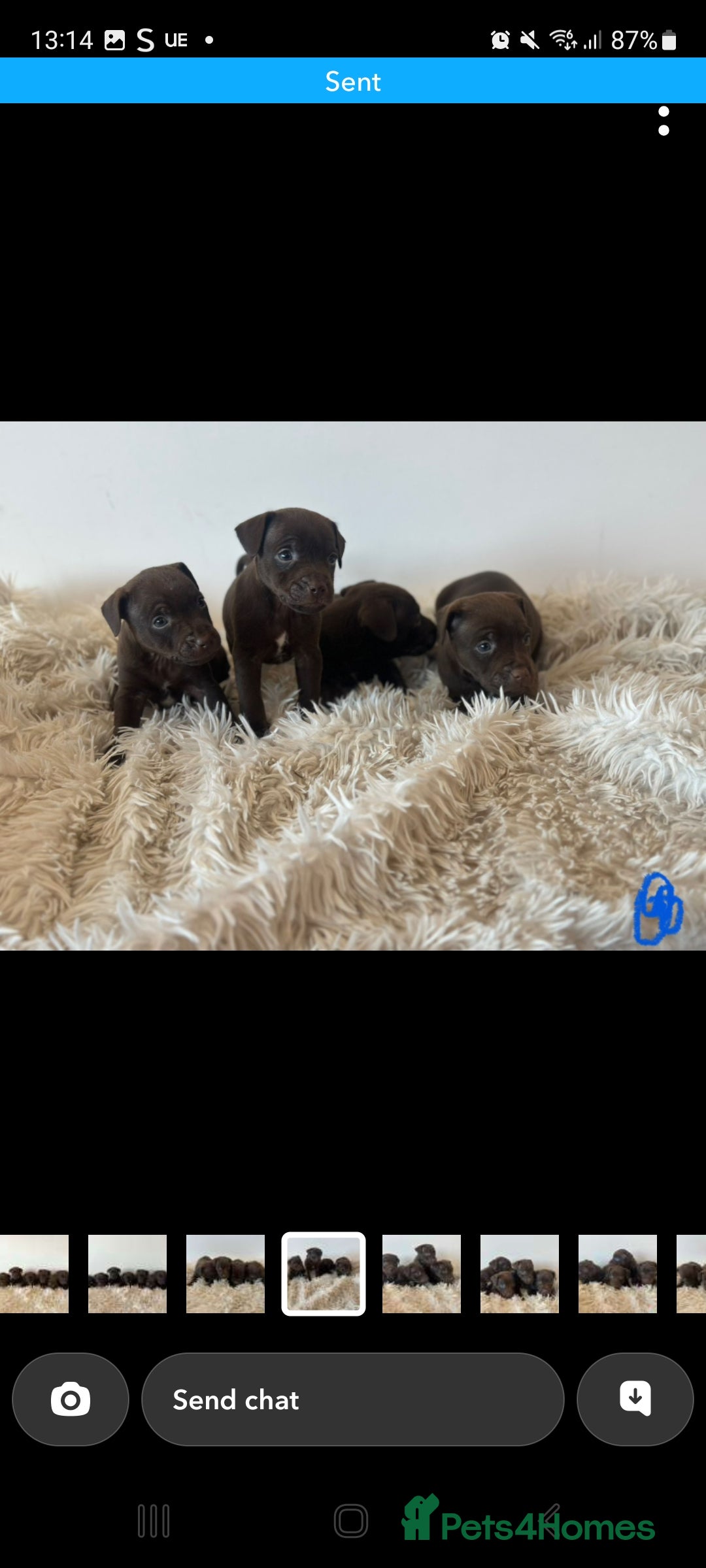 Patterdale Terrier dogs for sale: Patterdale terriers - Image 6