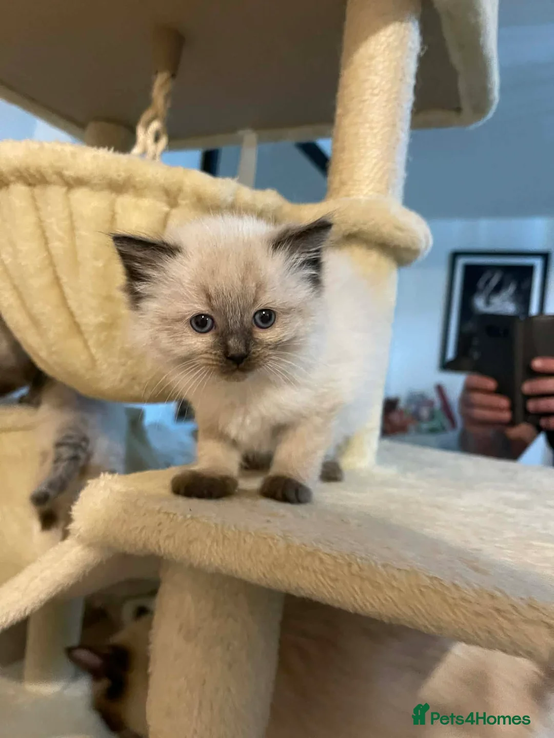 Ragdoll cats for sale: Ragdoll kittens ready now - Advert 7