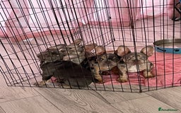 French Bulldog dogs for sale: Kc registered 12 week old French. Bulldogs  - Image 23