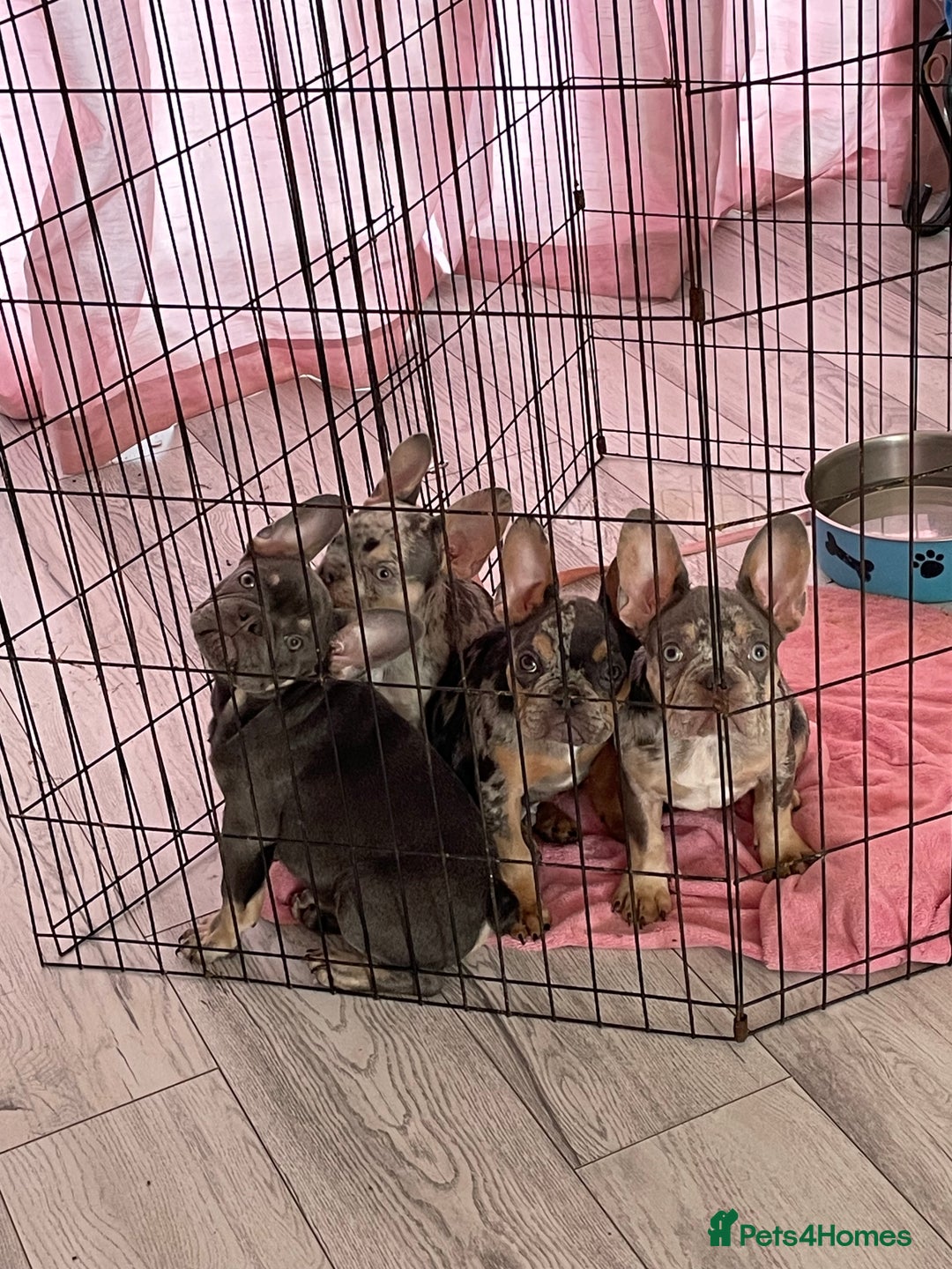 French Bulldog dogs for sale: Kc registered 12 week old French. Bulldogs  - Image 23
