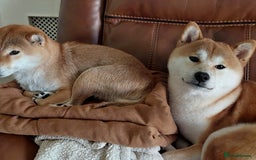 Japanese Shiba Inu dogs for sale: Home reared boys - Image 2