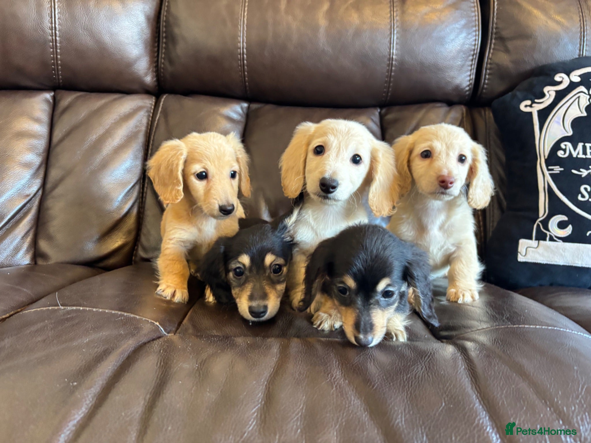 Miniature Dachshund dogs (Reduced & ready) Long haired miniature Dachshund  - Advert 2