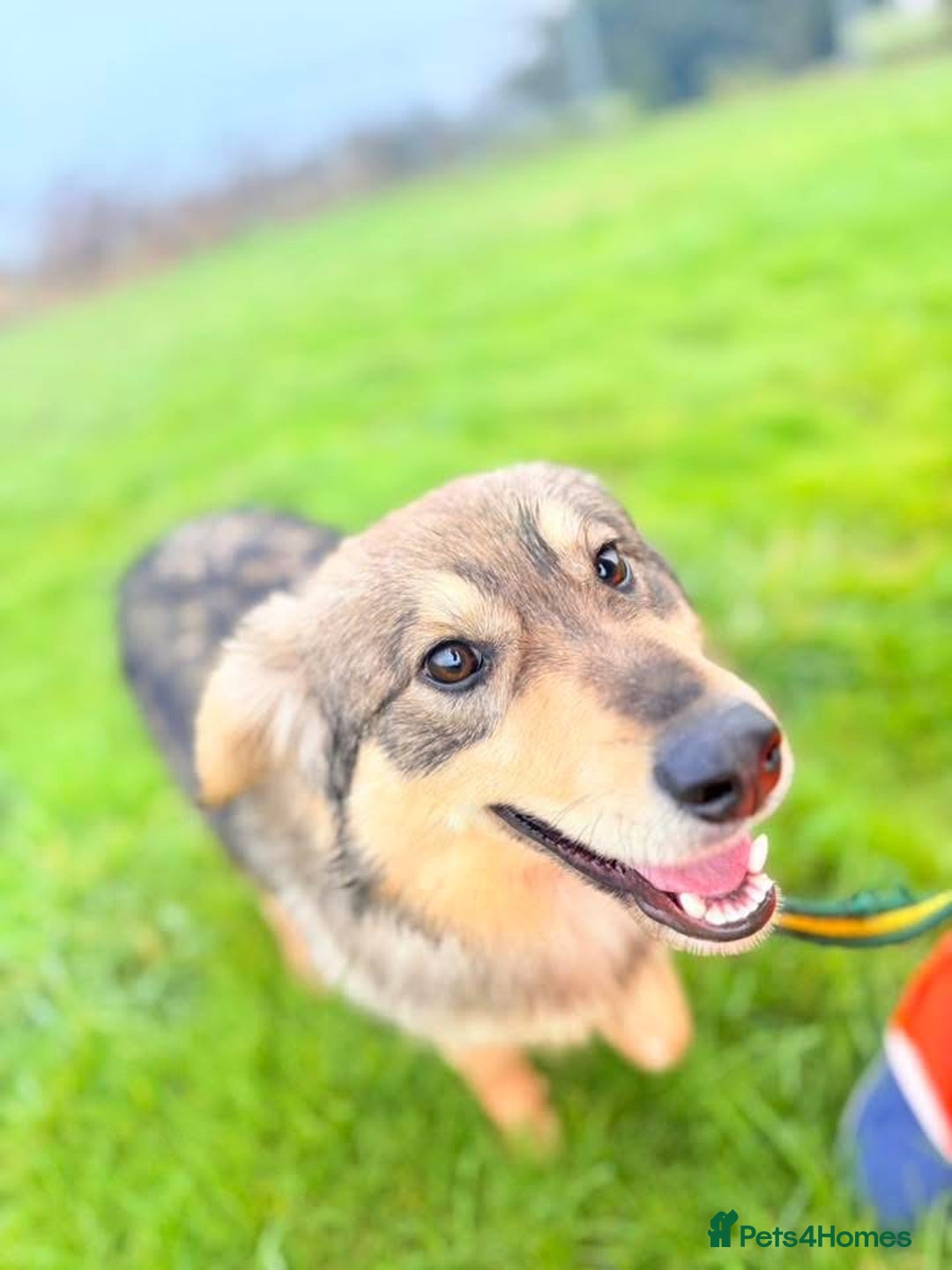 Mixed Breed dogs for adoption: Dave - Norwich Norfolk  - Advert 6