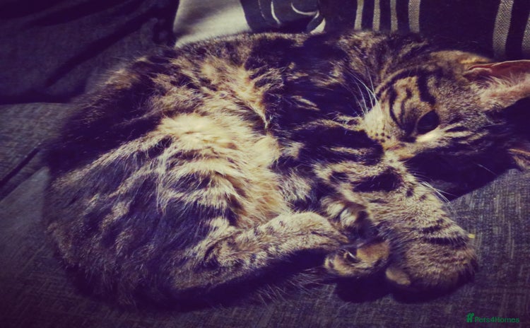Domestic Shorthair cats - Advert 4