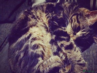 Domestic Shorthair cats - Advert 20