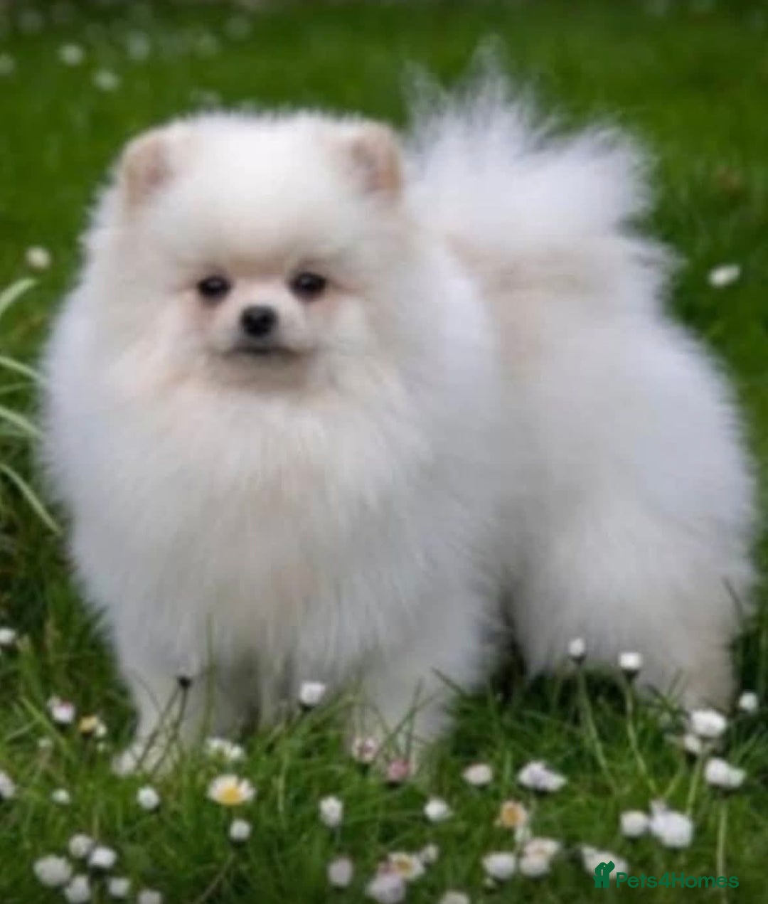 Pomeranian dogs for sale: Stunning fluffy balls  - Advert 13