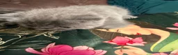 Exotic cats for sale: Exotic Shorthair Kittens For Sale - Advert 10