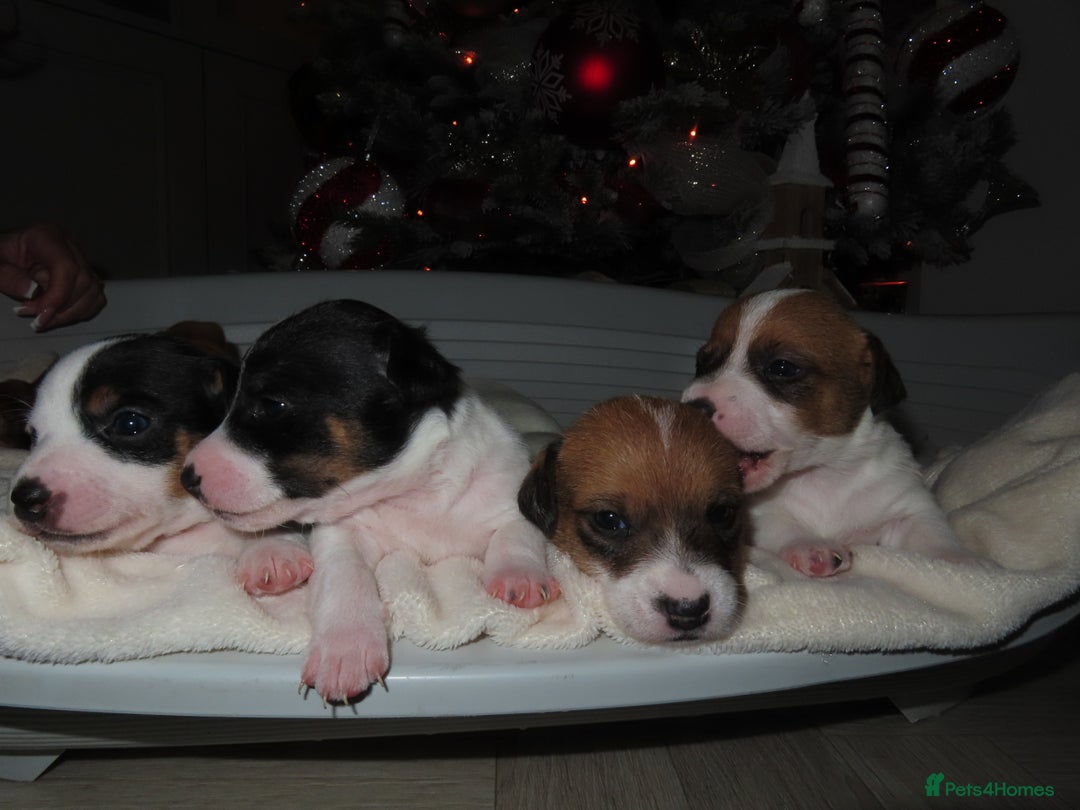 Jack Russell dogs for sale: 🐾 Traditional Jack Russel puppies 🐾 - Advert 7