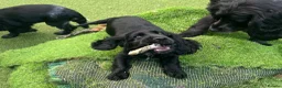 Cocker Spaniel dogs for sale: Cocker spaniel  - Advert 9