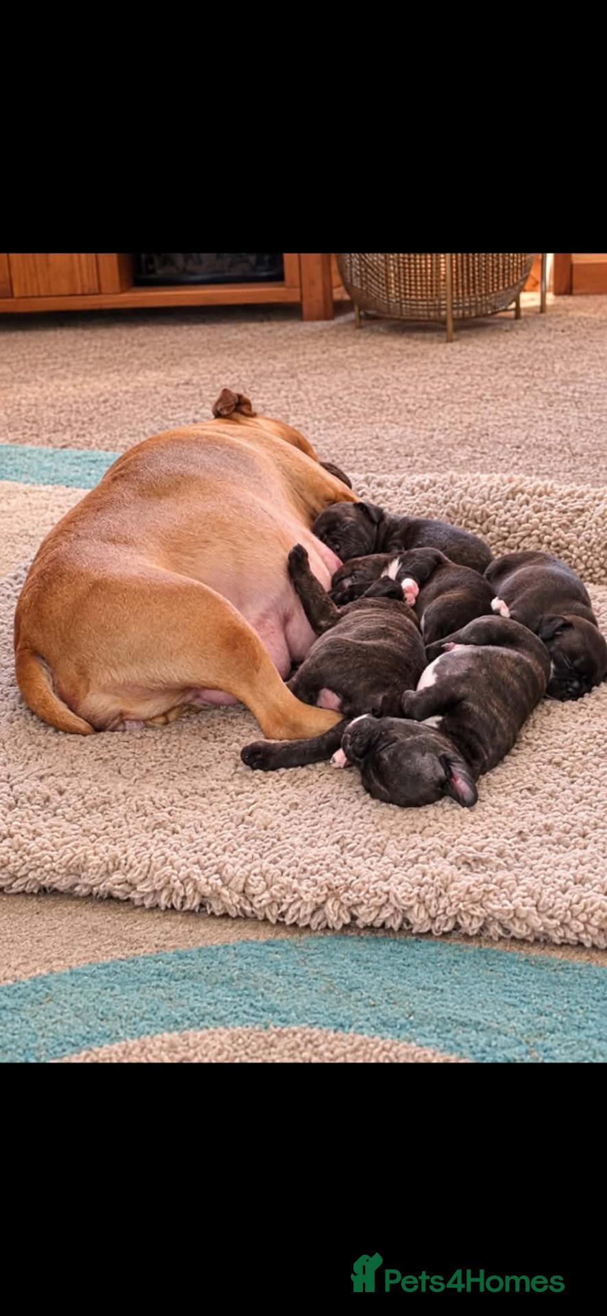 Staffordshire Bull Terrier dogs Beautiful strong puppies  - Advert 1