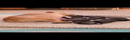 Staffordshire Bull Terrier dogs for sale: Beautiful strong puppies  - Advert 2