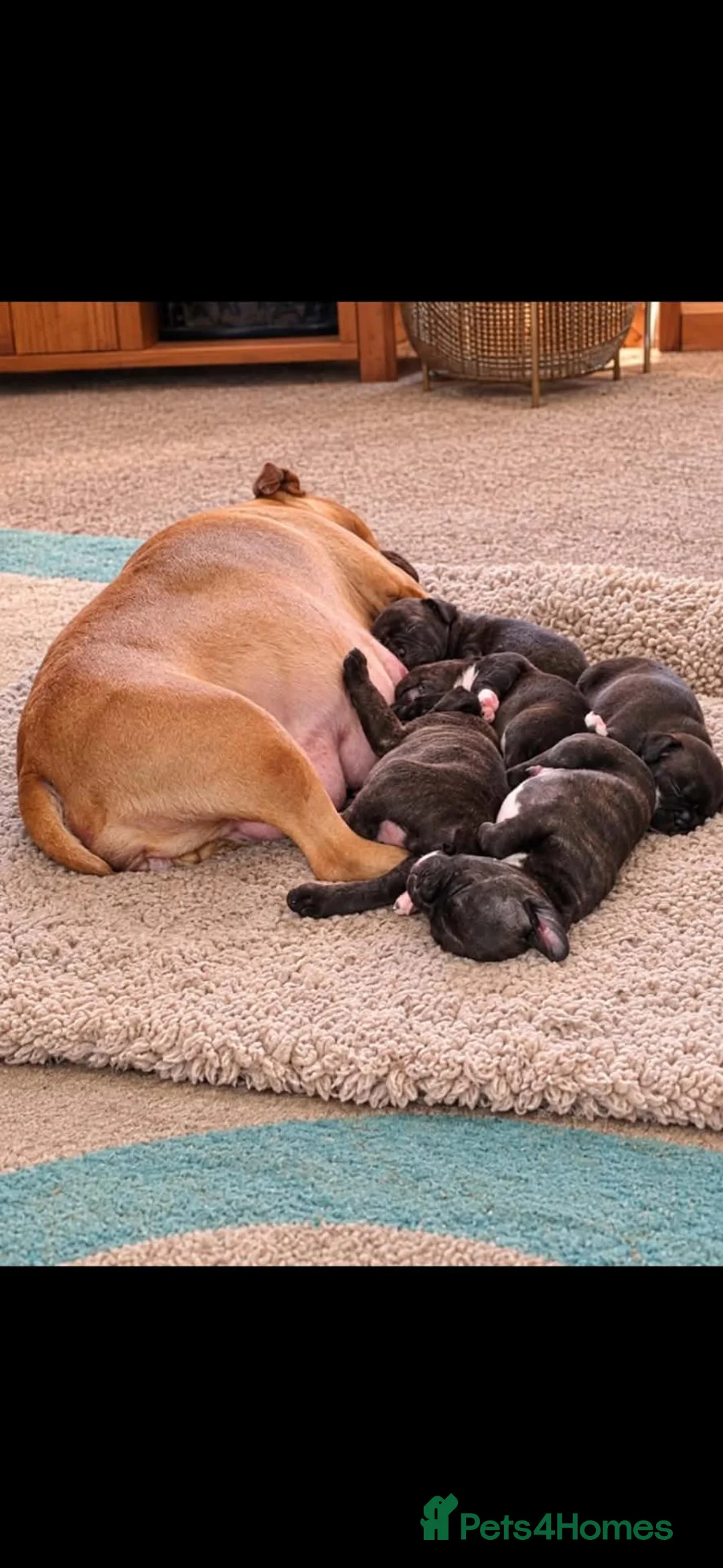 Staffordshire Bull Terrier dogs for sale: Beautiful strong puppies  - Advert 2