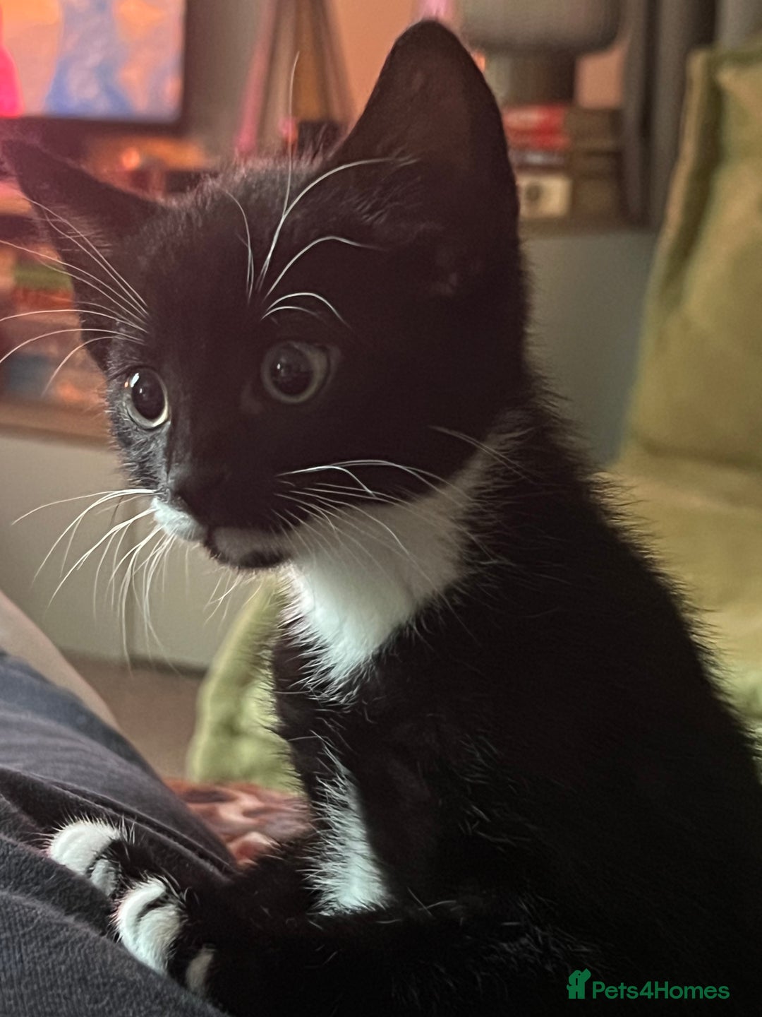 American Shorthair cats for sale: 1 little bean left from a litter of 5 - Image 1