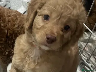 Cavapoo dogs Last gorgeous girl cavapoo puppy ready to go! - Advert 13