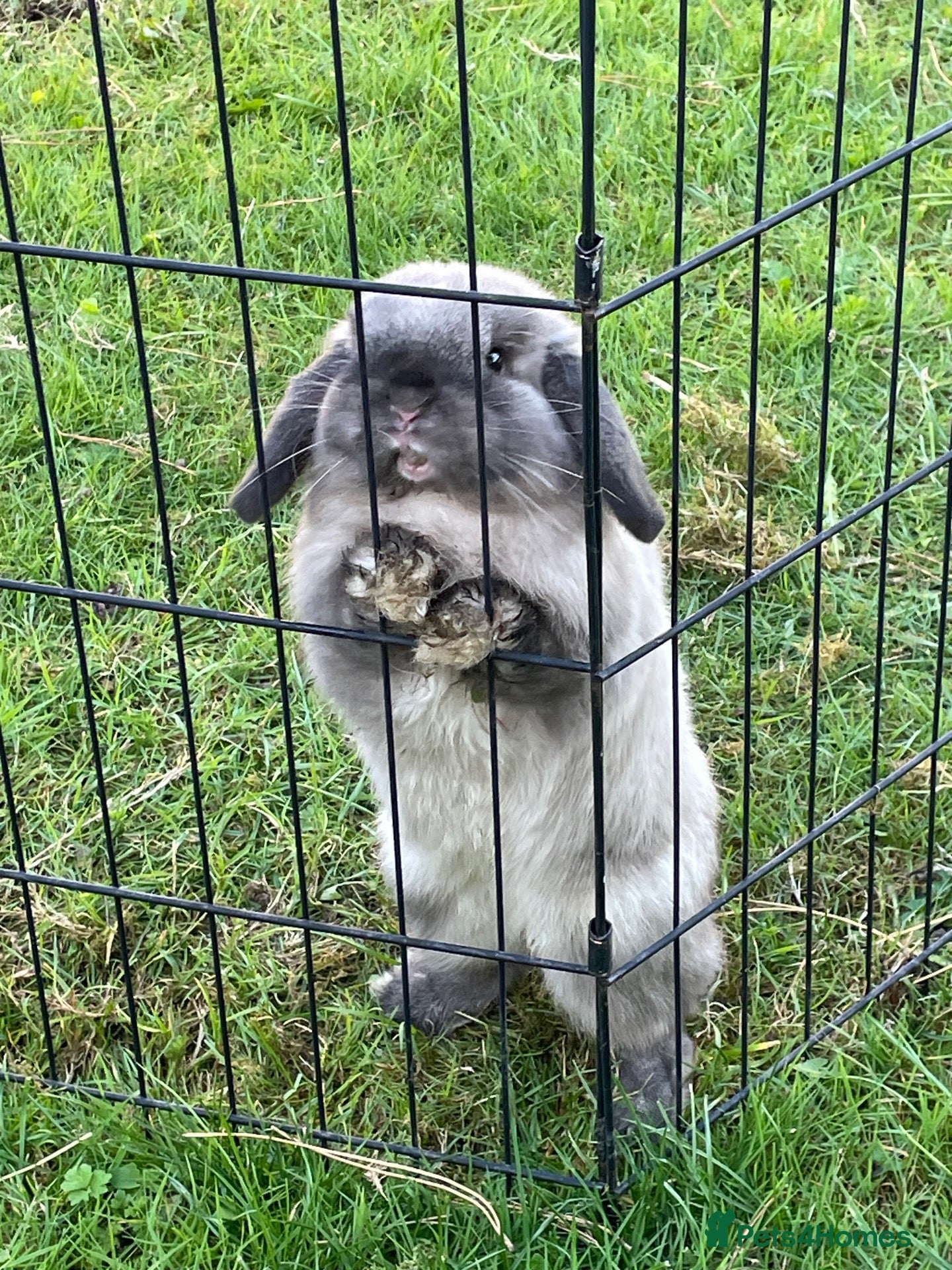 Mini Lop rabbits Beautiful mini Lops - Advert 1